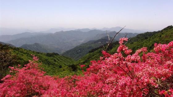 室内杜鹃花怎么养，详解杜鹃盆景的养护与管理