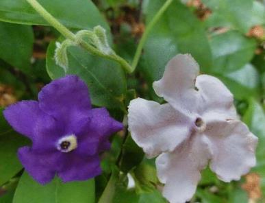 茉莉花的花语是什么意思，茉莉花的寓意和象征