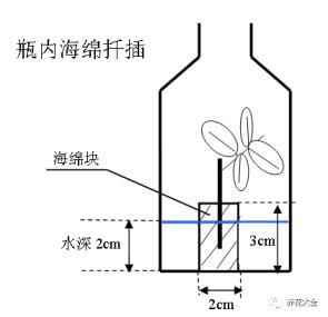 月季花的繁殖方法有哪些，了解月季扦插最简单方法