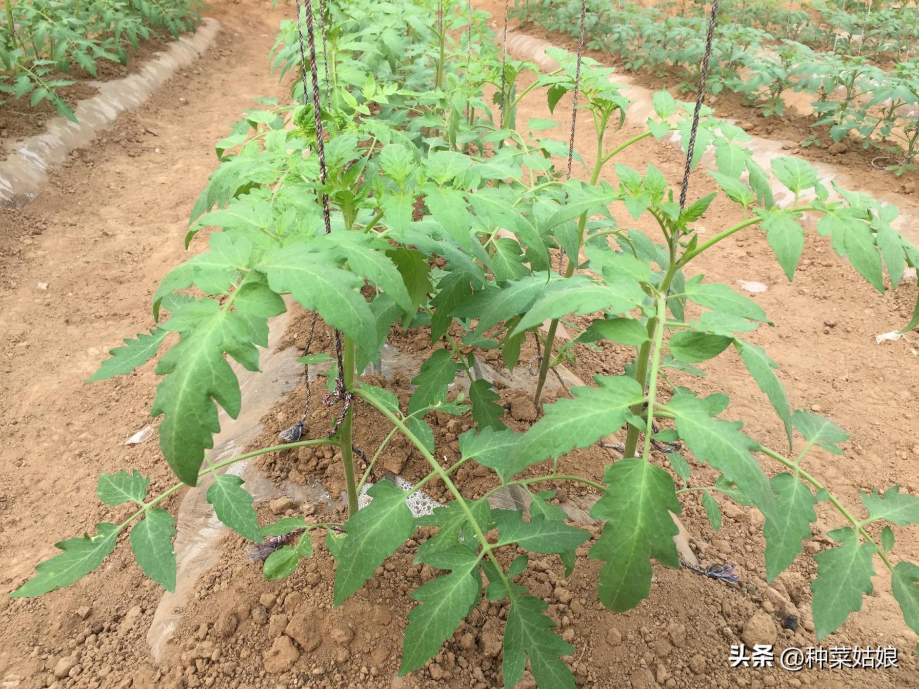 西红柿栽培修剪技术，西红柿种植技术与管理