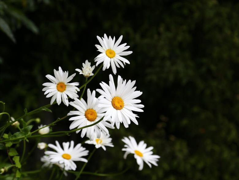 洋甘菊的花语是什么，描写洋甘菊象征与寓意