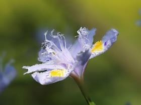 鸢尾花怎么种植，鸢尾花种植方法和时间