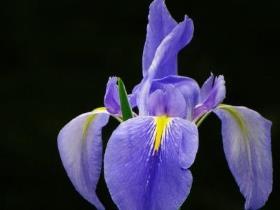 鸢尾花怎么种植，鸢尾花种植方法和时间