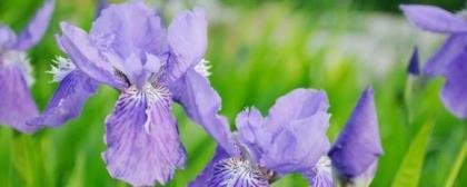 鸢尾花怎么种植，鸢尾花种植方法和时间