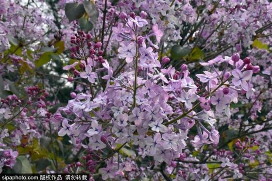 丁香花长什么样子，描写丁香花的特点