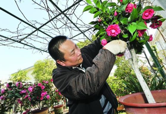 茶花的养殖方法和修剪，修剪茶花的最佳时间