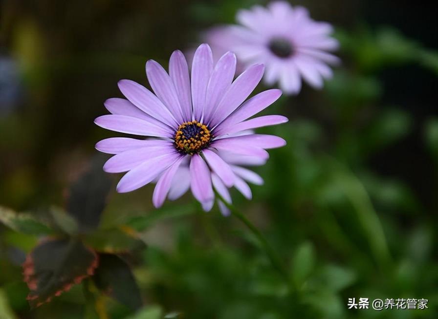 蓝色雏菊的花语和寓意是什么，关于雏菊的象征意义