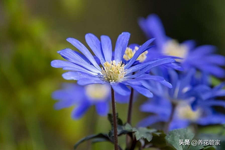 蓝色雏菊的花语和寓意是什么，关于雏菊的象征意义