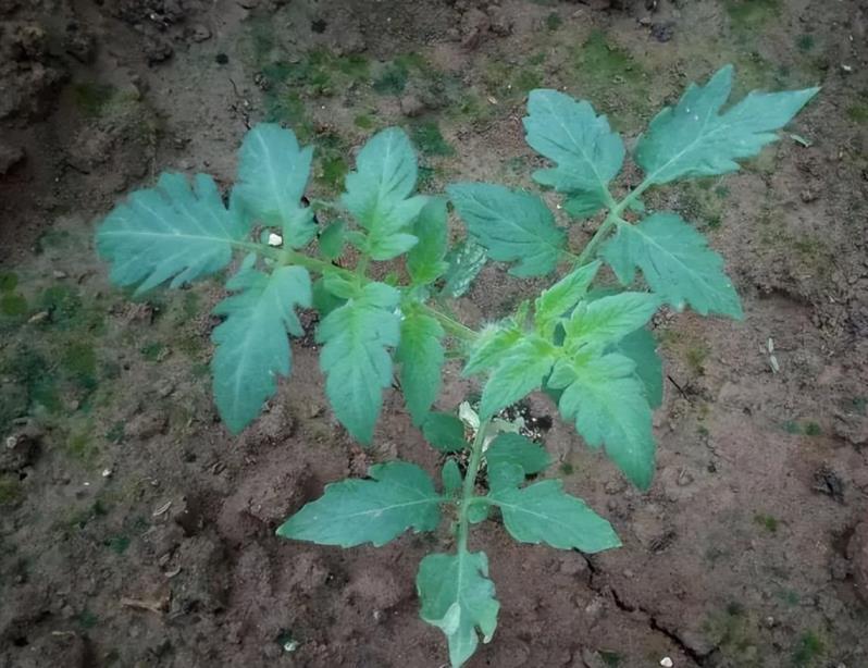 小番茄怎么种植技术，盆栽小番茄的种植方法讲解