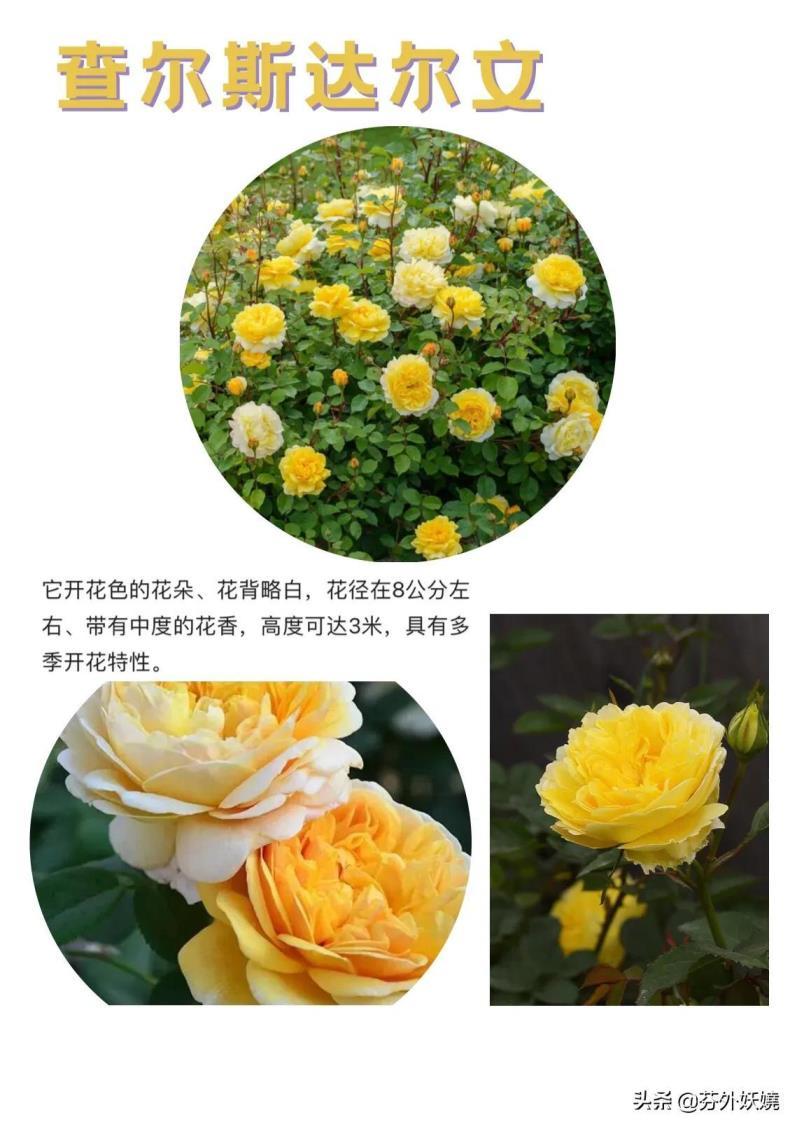 月季花的资料有哪些，关于月季花的简介和特点