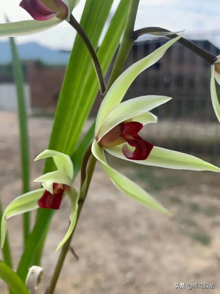 寒兰什么时候开花季节，寒兰养殖方法与技巧