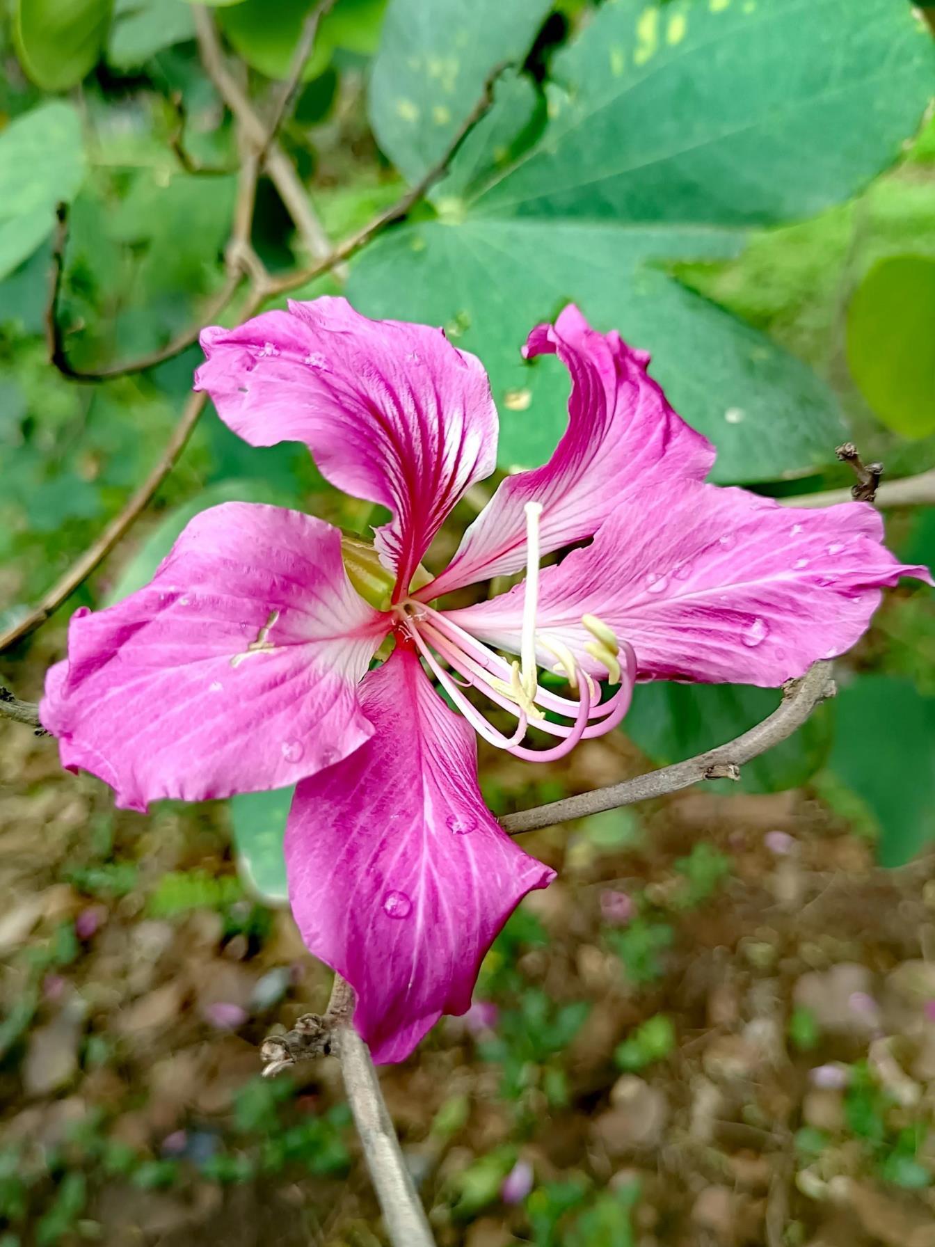 紫荆花的象征意义是什么，浅谈紫荆花的花语