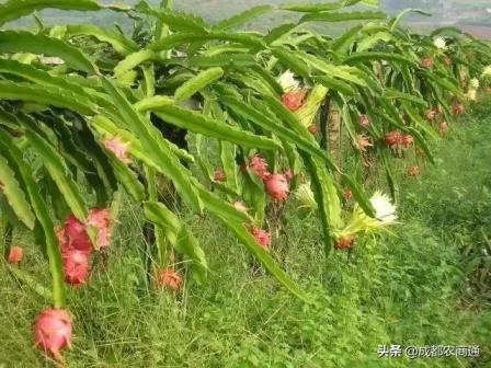 火龙果树怎么种植方法，火龙果种植技术和技巧