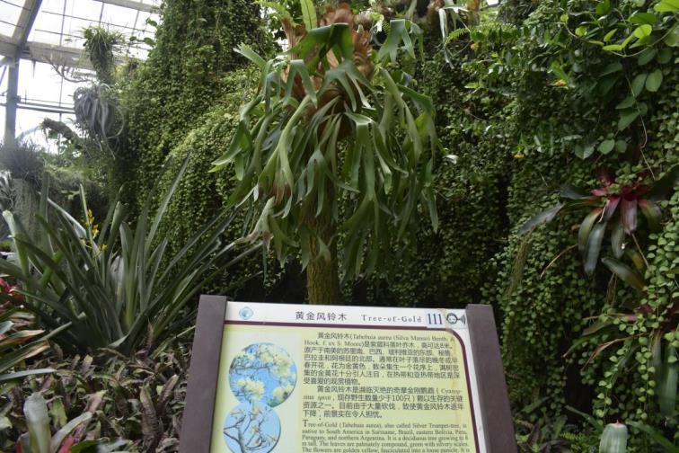 黄花风铃木多少年开花，有关黄花风铃木简介