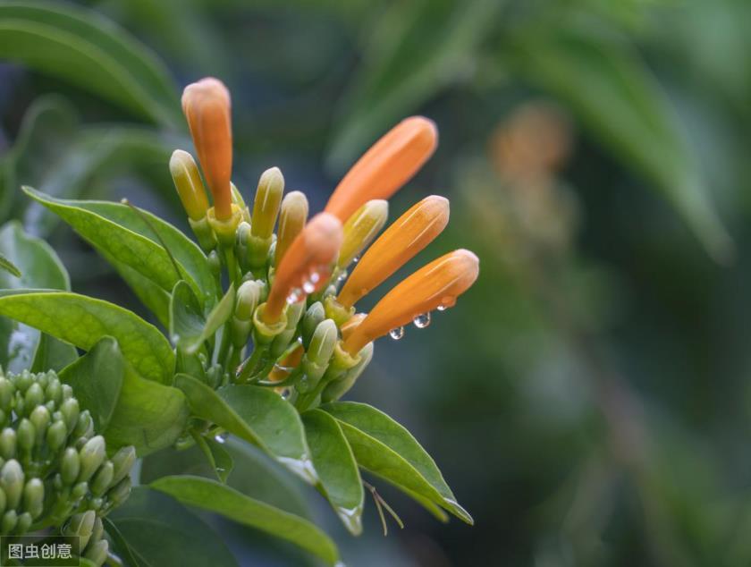 炮仗花什么时候开花，有关炮仗花的花期简介