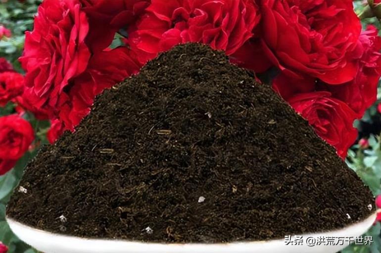 玫瑰花种植需要注意什么，详解玫瑰花的养护知识