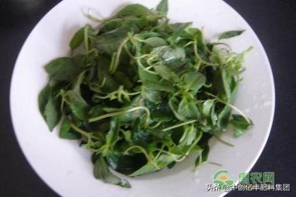 荆芥怎么种植，荆芥的种植方法和时间