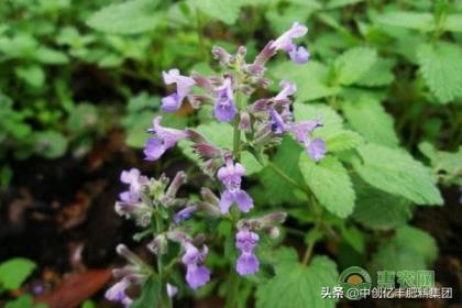 荆芥怎么种植，荆芥的种植方法和时间