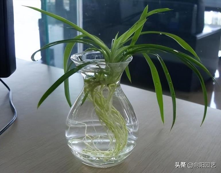 好养的水培植物有哪些，可长期养的水培植物大全