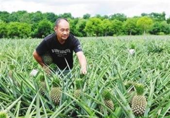 菠萝怎么种植方法，详解菠萝种植技术和管理方法