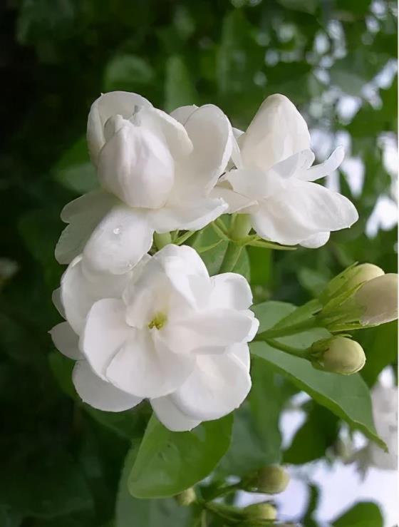 茉莉花是什么季节开花，有关茉莉花的花期简介