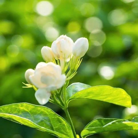 茉莉花是什么季节开花，有关茉莉花的花期简介