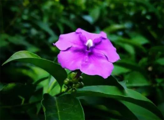 茉莉花花语是什么意思，简述茉莉花寓意和象征