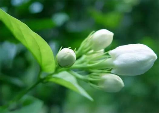 茉莉花花语是什么意思，简述茉莉花寓意和象征