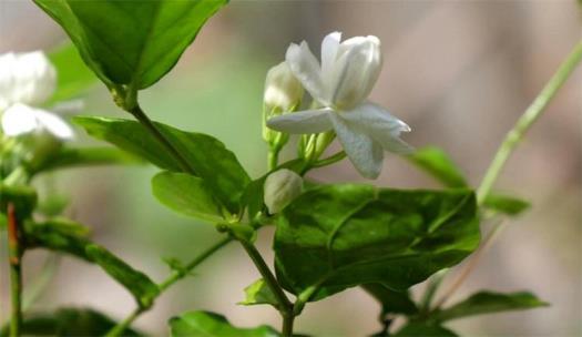 茉莉花花语是什么意思，简述茉莉花寓意和象征