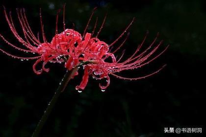 彼岸花的简介和花语是什么，了解彼岸花的真正含义