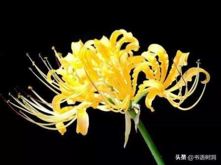 彼岸花的简介和花语是什么，了解彼岸花的真正含义