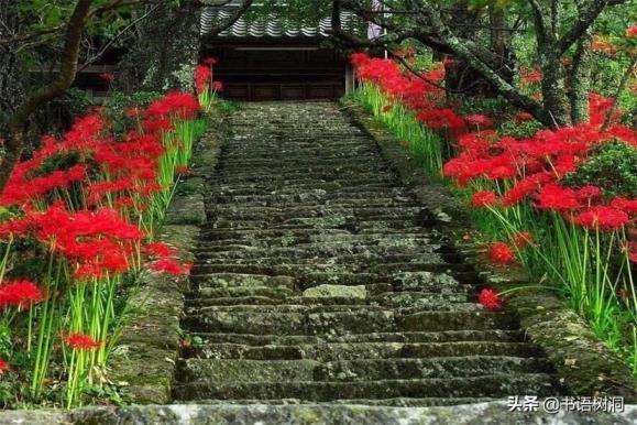 彼岸花的简介和花语是什么，了解彼岸花的真正含义