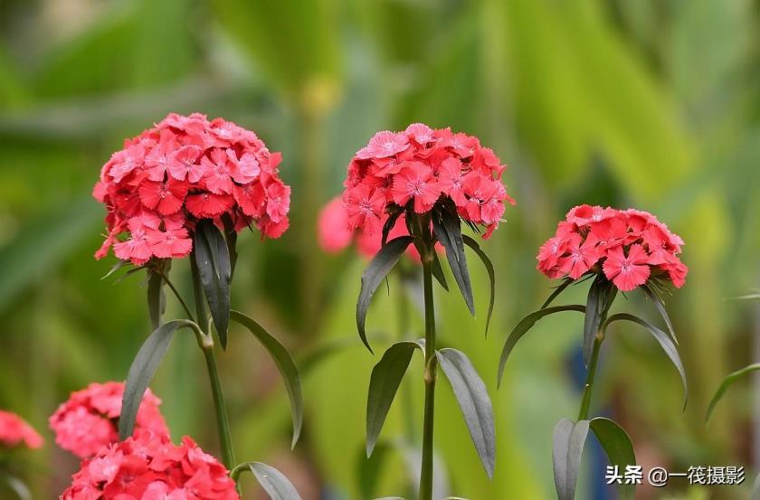 石竹花的花语是什么，了解石竹花的寓意和象征