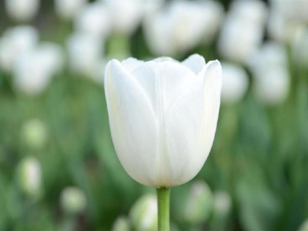 白色郁金香花语和寓意是什么，郁金香真正的含义介绍