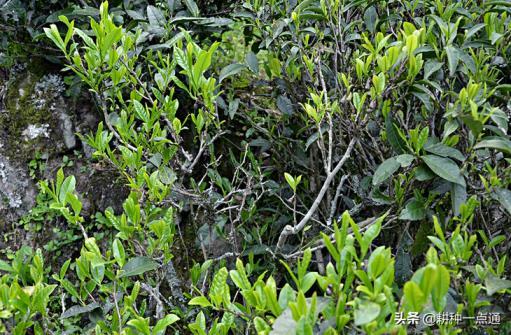 油茶怎么种植方法，分享油茶栽培技术要点