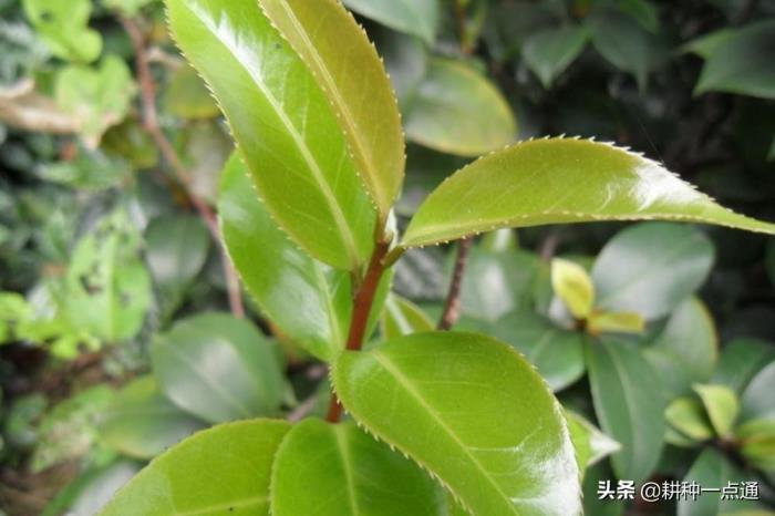 油茶怎么种植方法，分享油茶栽培技术要点