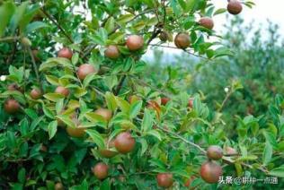 油茶怎么种植方法，分享油茶栽培技术要点