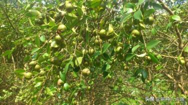 油茶怎么种植方法，分享油茶栽培技术要点