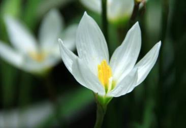 水仙花怎么种植方法水培，有关水仙花的养护步骤