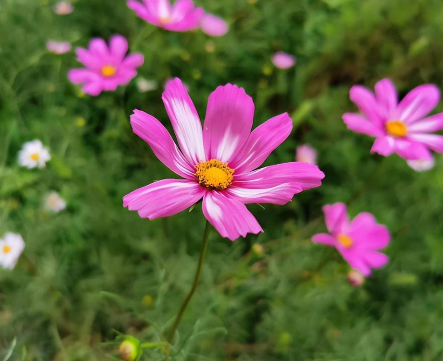 波斯菊种子催芽方法，有关波斯菊的养护要点