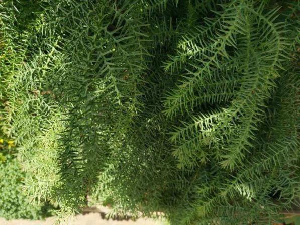 植物中的活化石有哪些，盘点中国十大活化石植物