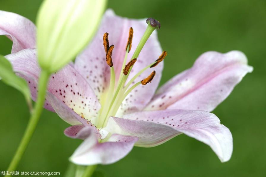 送白百合花代表什么意思，白百合的花语寓意与象征