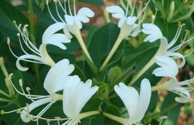 怎么种植金银花，金银花种植技术与管理