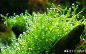 水草种类有哪些，常见水草名称及图解