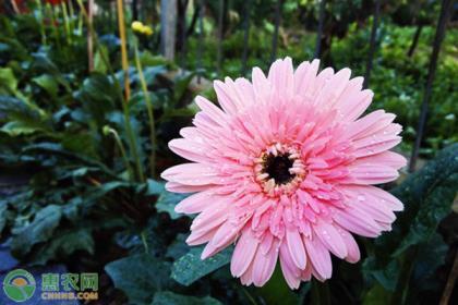 非洲菊花语是什么意思，了解非洲菊寓意和象征意义