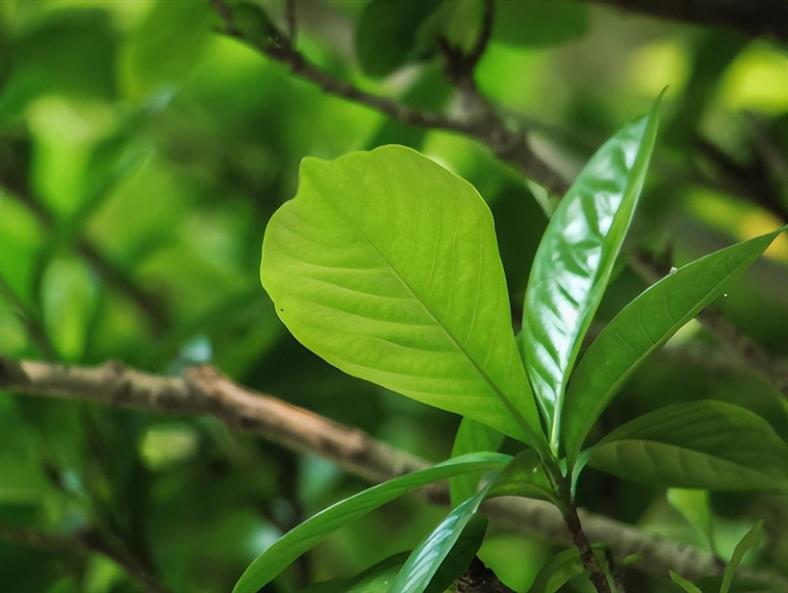 栀子花叶子发黄怎么办，分享治黄叶最好的办法