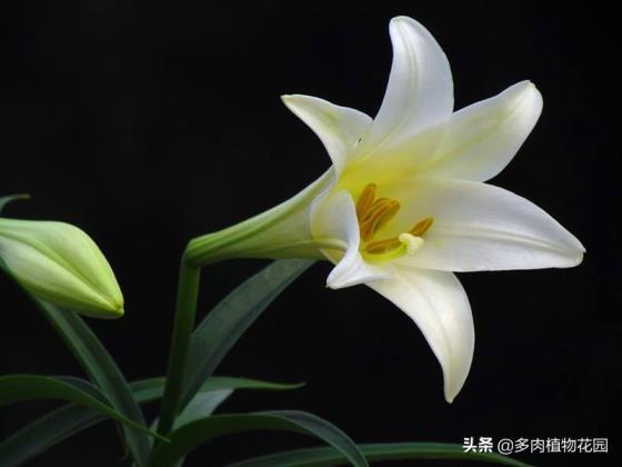 香水百合好养吗怎么养，种植百合的注意事项