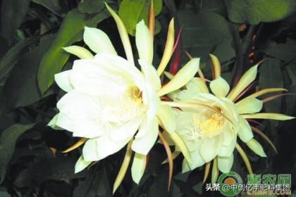 昙花怎么养殖方法，盆栽昙花的养护注意事项