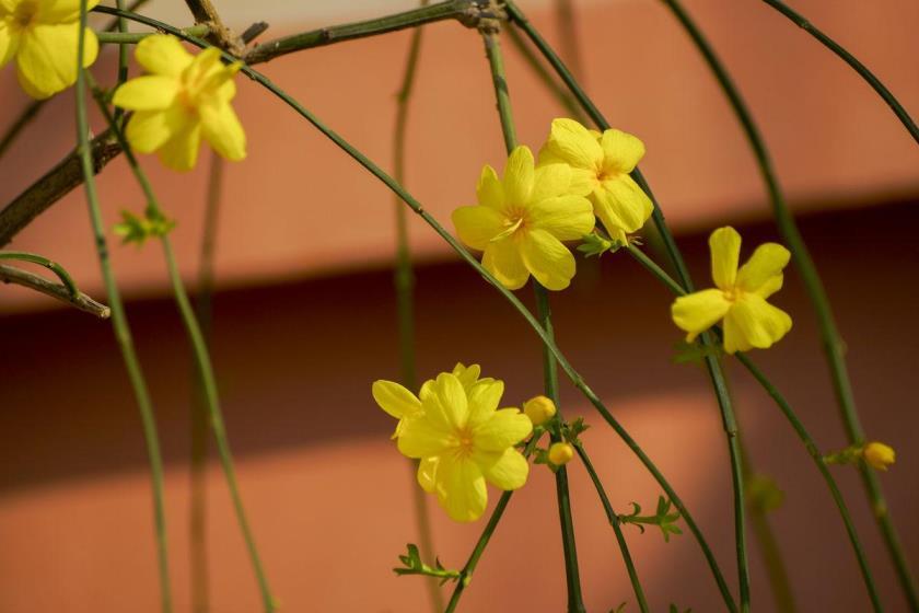 探春花怎么养护，探春花的养殖方法和注意事项