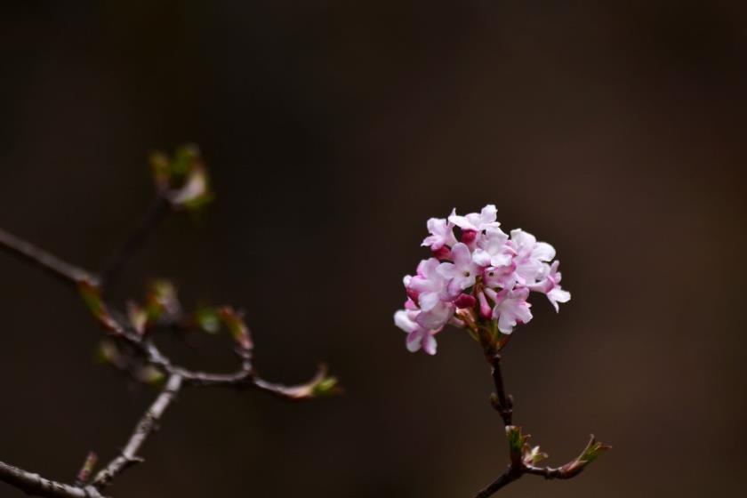 探春花怎么养护，探春花的养殖方法和注意事项